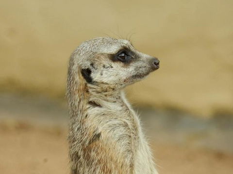 Sydney Taronga Zoo General Entry Ticket - Accommodation Brunswick Heads 13
