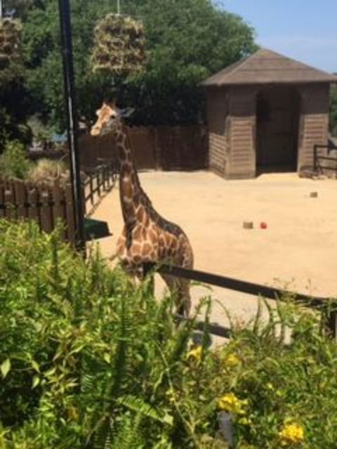 Sydney Taronga Zoo General Entry Ticket - Accommodation Brunswick Heads 6
