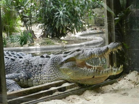 Sydney Taronga Zoo General Entry Ticket - Accommodation Brunswick Heads 15