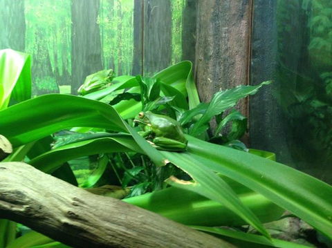 Sydney Taronga Zoo General Entry Ticket - Accommodation Brunswick Heads 24