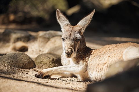 Sydney Taronga Zoo General Entry Ticket - Accommodation Brunswick Heads 29