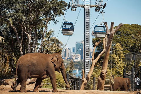 Sydney Taronga Zoo General Entry Ticket - Accommodation Brunswick Heads 32