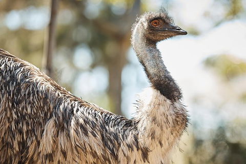 Sydney Taronga Zoo General Entry Ticket - Accommodation Brunswick Heads 31