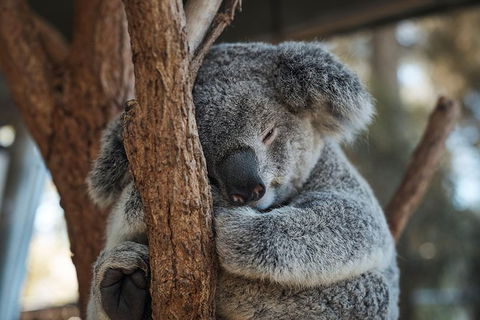 Sydney Taronga Zoo General Entry Ticket - Accommodation Brunswick Heads 30