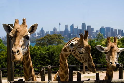 Sydney Taronga Zoo General Entry Ticket - Accommodation Brunswick Heads 25