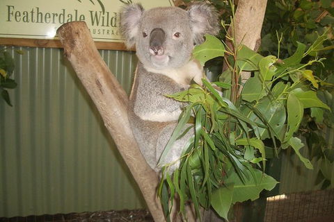 Blue Mountains Private Day Tour From Sydney With Wildlife Park And Cruise - Accommodation Brunswick Heads 6