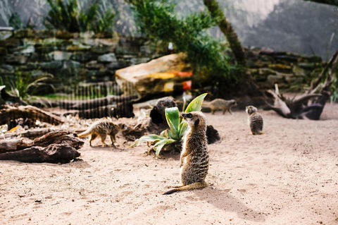Sydney Taronga Zoo General Entry Ticket And Wild Australia Experience - Accommodation Brunswick Heads 10