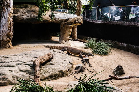 Sydney Taronga Zoo General Entry Ticket And Wild Australia Experience - Accommodation Brunswick Heads 11