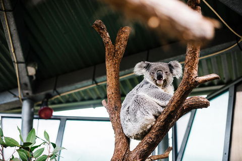 Sydney Taronga Zoo General Entry Ticket And Wild Australia Experience - Accommodation Brunswick Heads 2