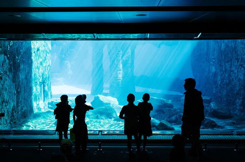 Sydney Taronga Zoo General Entry Ticket And Wild Australia Experience - Accommodation Brunswick Heads 3