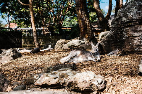 Sydney Taronga Zoo General Entry Ticket And Wild Australia Experience - Accommodation Brunswick Heads 7