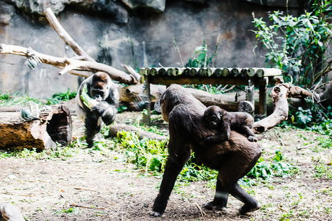 Sydney Taronga Zoo General Entry Ticket And Wild Australia Experience - Accommodation Brunswick Heads 12
