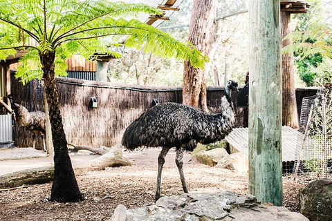 Sydney Taronga Zoo General Entry Ticket And Wild Australia Experience - Accommodation Brunswick Heads 1