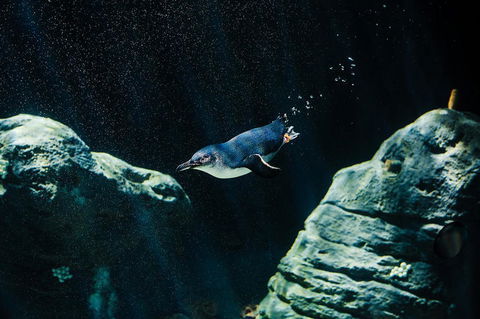 Sydney Taronga Zoo General Entry Ticket And Wild Australia Experience - Accommodation Brunswick Heads 4