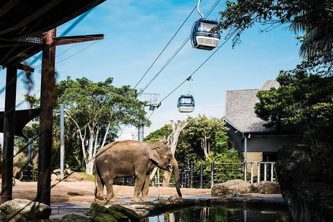 Sydney Taronga Zoo General Entry Ticket And Wild Australia Experience - Accommodation Brunswick Heads 16