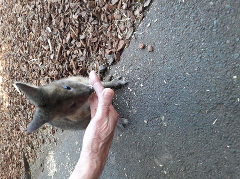 Small-Group Blue Mountains Day Trip From Sydney With Wildlife Park - Accommodation Brunswick Heads 4