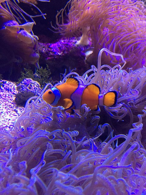 Sydney Attractions Pass: SEA LIFE Aquarium, Sydney Tower Eye, WILD LIFE Zoo And Madame Tussauds - Accommodation Brunswick Heads 3