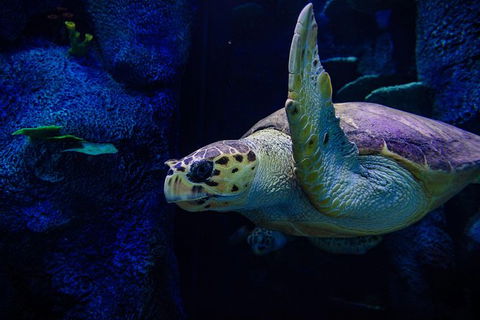 Sydney Attractions Pass: SEA LIFE Aquarium, Sydney Tower Eye, WILD LIFE Zoo And Madame Tussauds - Accommodation Brunswick Heads 7