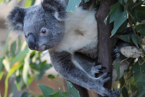 Sydney Attractions Pass: SEA LIFE Aquarium, Sydney Tower Eye, WILD LIFE Zoo And Madame Tussauds - Accommodation Brunswick Heads 11