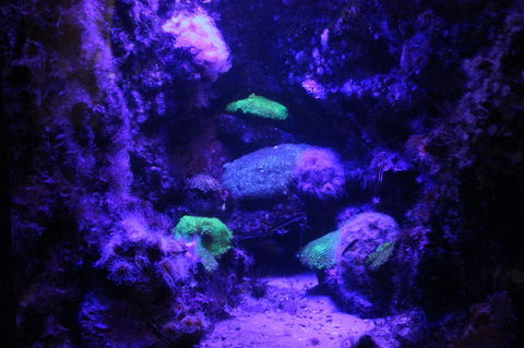 SEA LIFE Sydney Aquarium Entrance Ticket - Accommodation Brunswick Heads 8