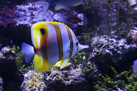 SEA LIFE Sydney Aquarium Entrance Ticket - Accommodation Brunswick Heads 7