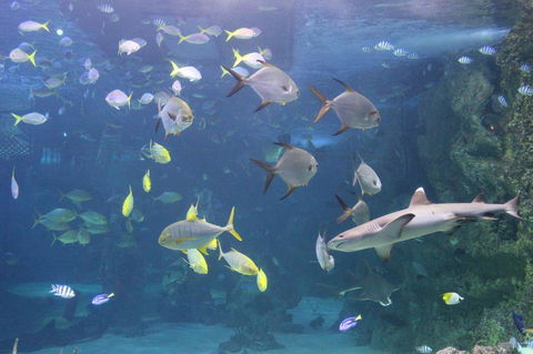 SEA LIFE Sydney Aquarium Entrance Ticket - Accommodation Brunswick Heads 9