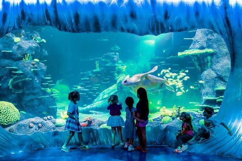 SEA LIFE Sydney Aquarium Entrance Ticket - Accommodation Brunswick Heads 0