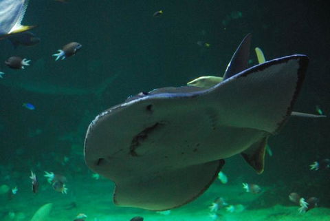 SEA LIFE Sydney Aquarium Entrance Ticket - Accommodation Brunswick Heads 20