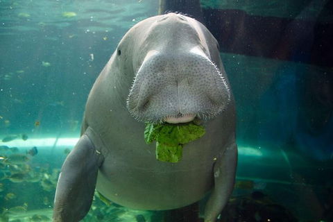 SEA LIFE Sydney Aquarium Entrance Ticket - Accommodation Brunswick Heads 1