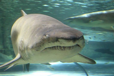 SEA LIFE Sydney Aquarium Entrance Ticket - Accommodation Brunswick Heads 5