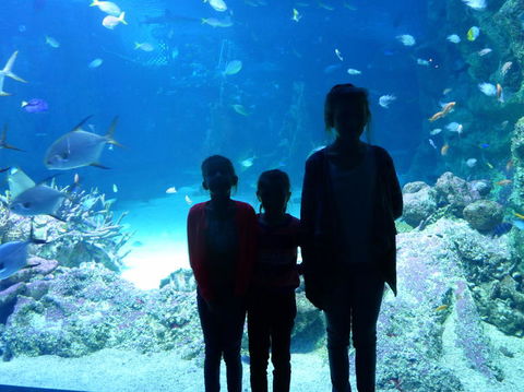SEA LIFE Sydney Aquarium Entrance Ticket - Accommodation Brunswick Heads 10