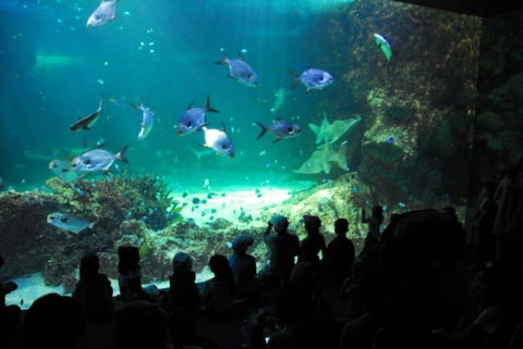 SEA LIFE Sydney Aquarium Entrance Ticket - Accommodation Brunswick Heads 21