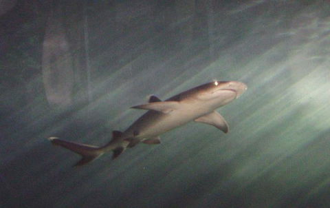 SEA LIFE Sydney Aquarium Entrance Ticket - Accommodation Brunswick Heads 17