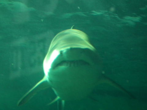 SEA LIFE Sydney Aquarium Entrance Ticket - Accommodation Brunswick Heads 13