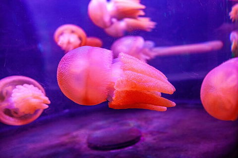 SEA LIFE Sydney Aquarium Entrance Ticket - Accommodation Brunswick Heads 31