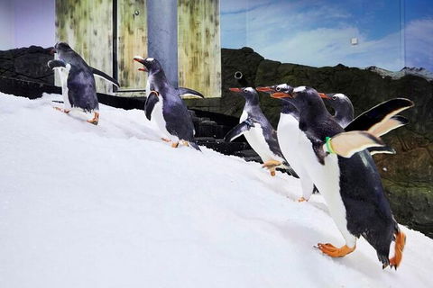 SEA LIFE Sydney Aquarium Entrance Ticket - Accommodation Brunswick Heads 32