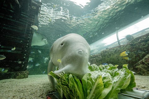 SEA LIFE Sydney Aquarium Entrance Ticket - Accommodation Brunswick Heads 34