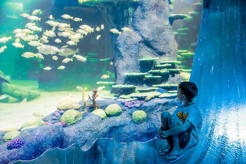 SEA LIFE Sydney Aquarium Entrance Ticket - Accommodation Brunswick Heads 28