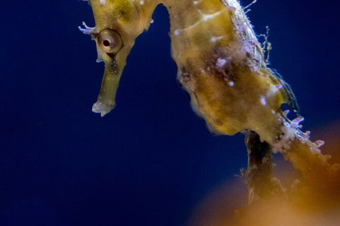 SEA LIFE Sydney Aquarium Entrance Ticket - Accommodation Brunswick Heads 27