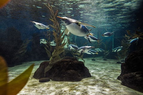 SEA LIFE Sydney Aquarium Entrance Ticket - Accommodation Brunswick Heads 29