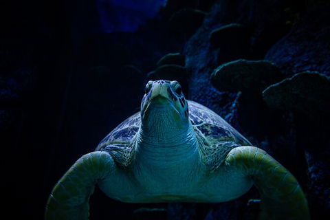 SEA LIFE Sydney Aquarium Entrance Ticket - Accommodation Brunswick Heads 33