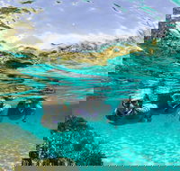 Sydney 3-Hour Snorkeling Tour - Accommodation Brunswick Heads