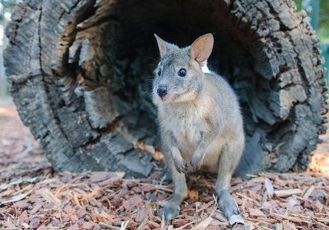 Featherdale Wildlife Park General Admission - Accommodation Brunswick Heads 1