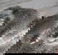Featherdale Wildlife Park General Admission - Accommodation Brunswick Heads