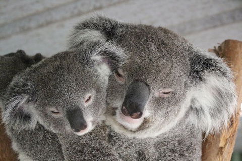 Featherdale Wildlife Park General Admission - Accommodation Brunswick Heads 0