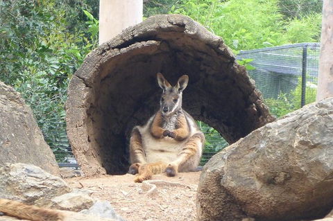 Featherdale Wildlife Park General Admission - Accommodation Brunswick Heads 6