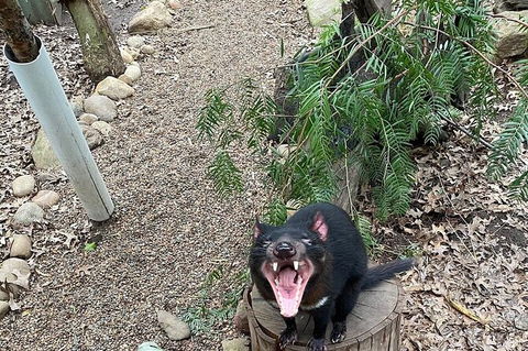 Featherdale Wildlife Park General Admission - Accommodation Brunswick Heads 3