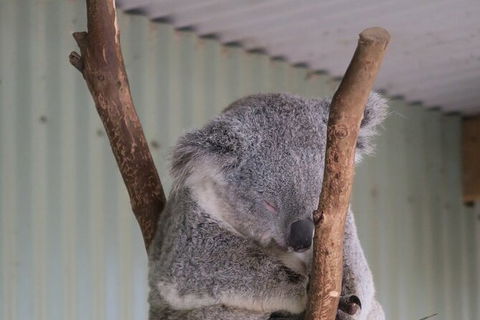 Featherdale Wildlife Park General Admission - Accommodation Brunswick Heads 7