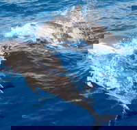 Port Stephens Day Tour From Sydney Including 4WD Sandboarding and Dolphins - Accommodation Brunswick Heads