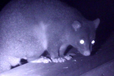 Byron Bay Night Vision Walk - Accommodation Brunswick Heads 1